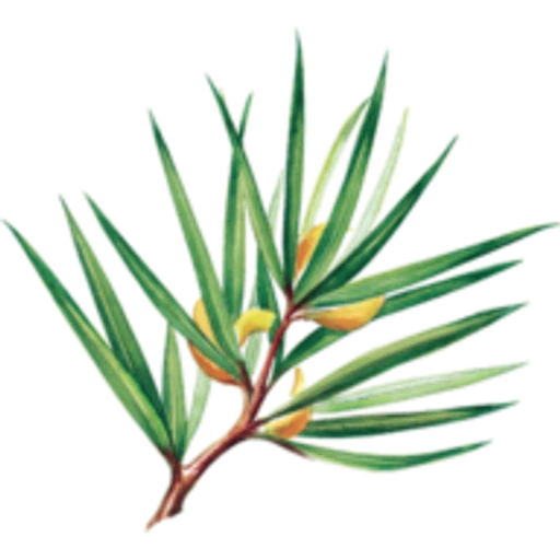African Extracts Rooibos logo